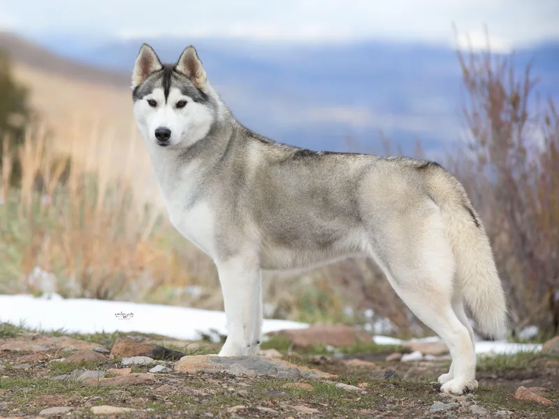 Arcticgrace Siberians