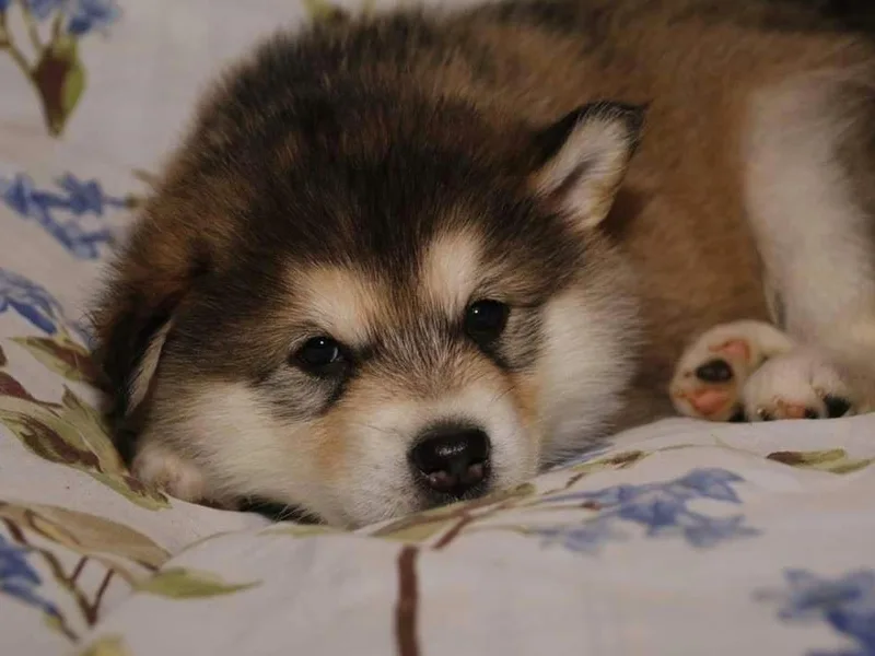 ArctiCircle Alaskan Malamutes photo 1