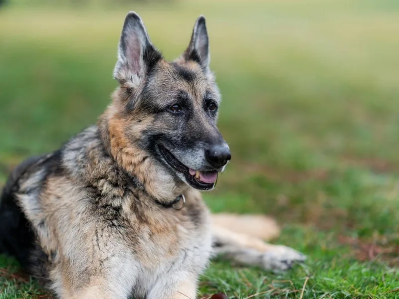 Arcturus German Shepherds