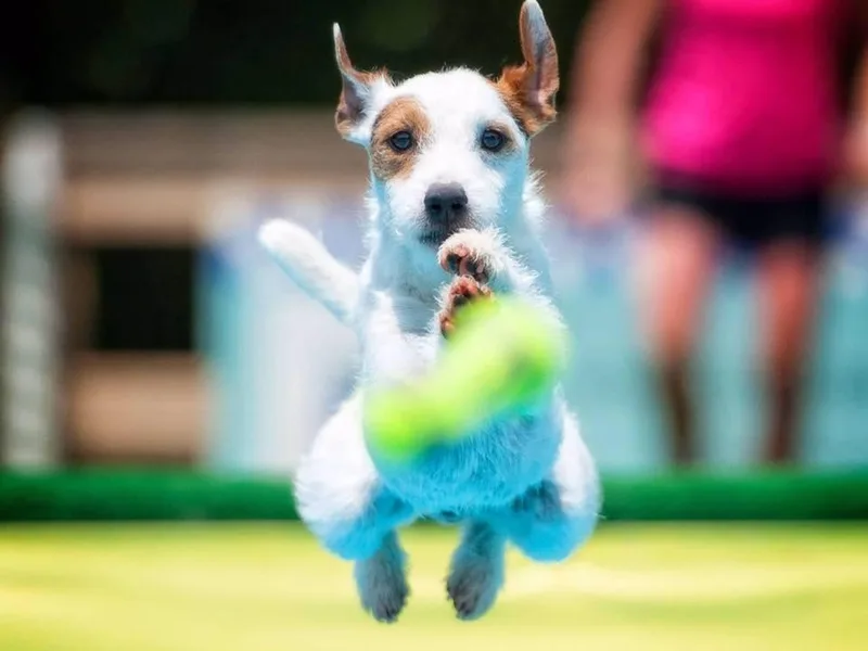 Ardsley Run Terriers photo 1