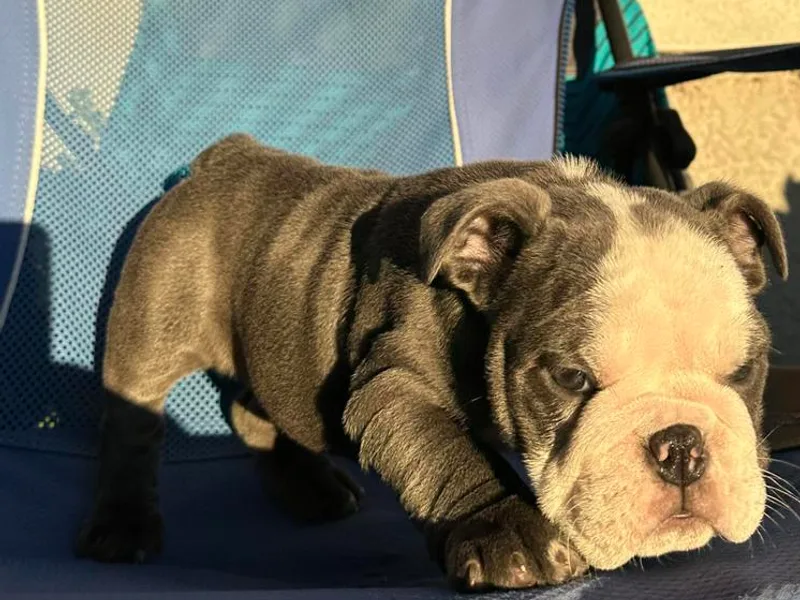 Argos Bully Family