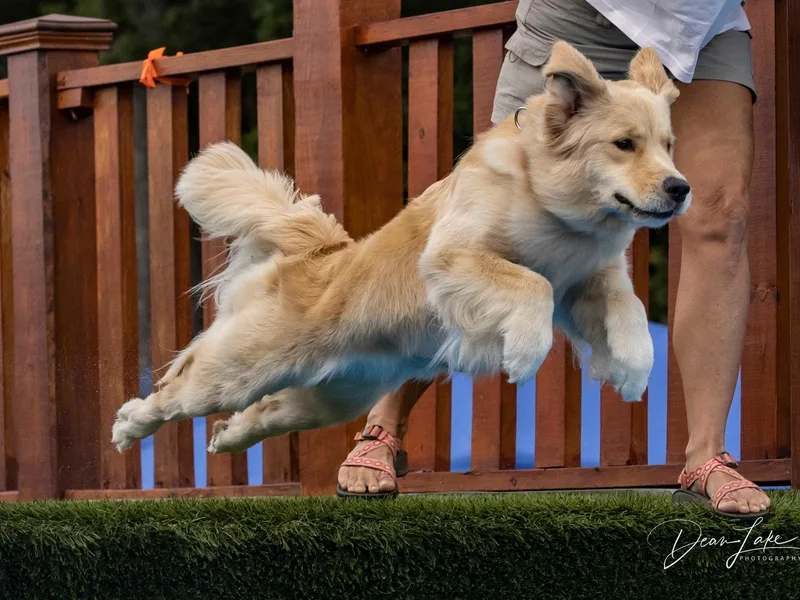 Argos Golden Retrievers