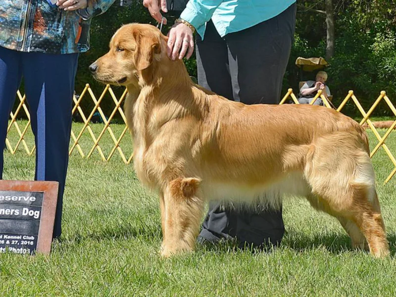 Argus Golden Retrievers