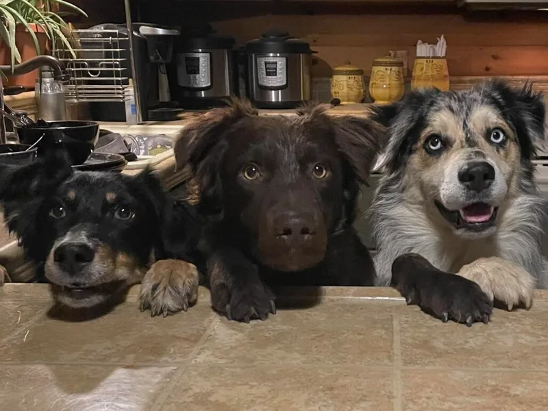 Argyll Giving Tree Kennels