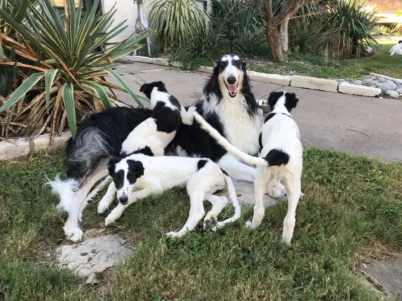 Aria Borzoi and Arioso Cavalier King Charles Spaniels photo 1