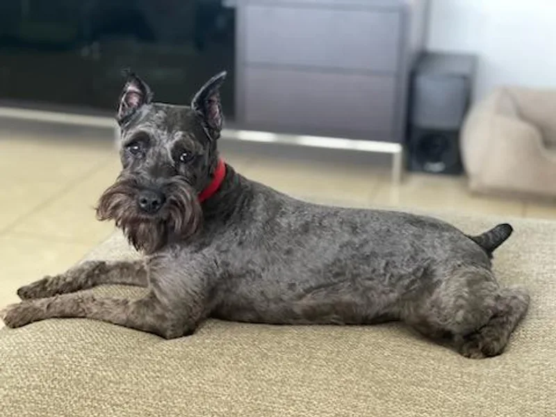 Aria's Miniature Schnauzers