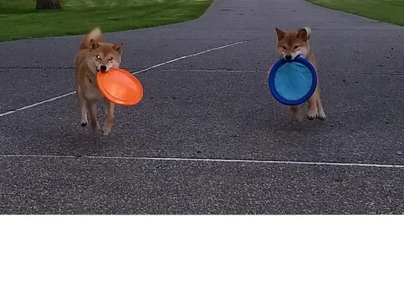 Aria Show Dogs photo 1