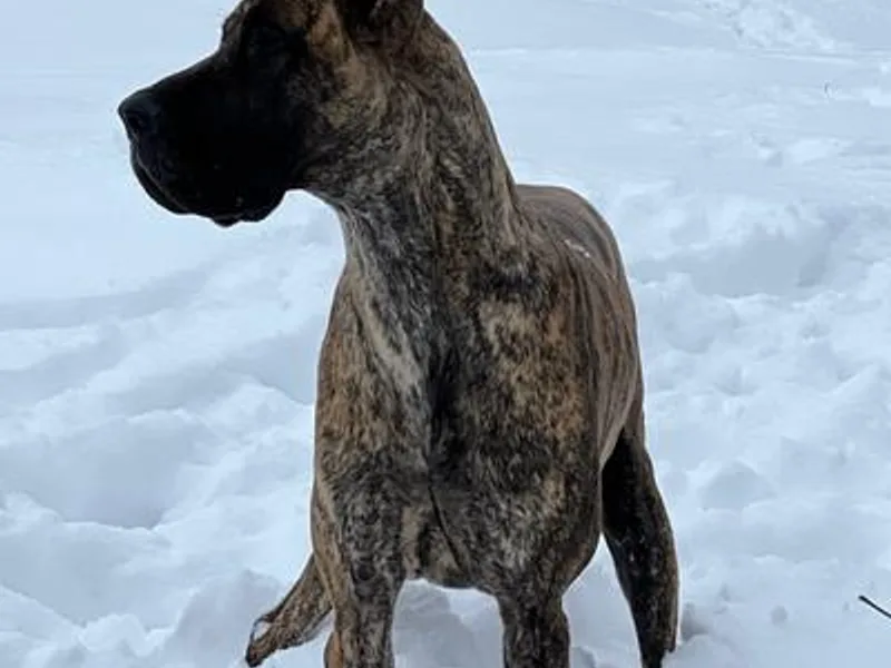 Aric A's Great Danes