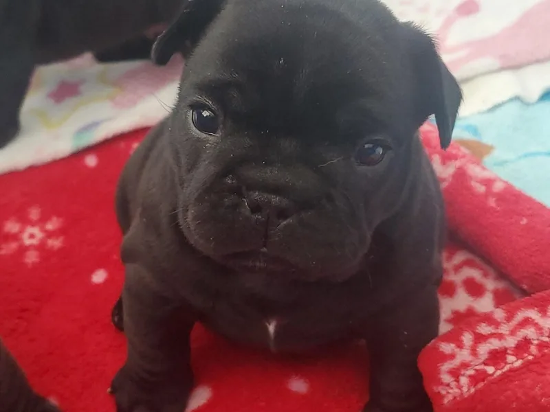 Ariel's French Bulldogs