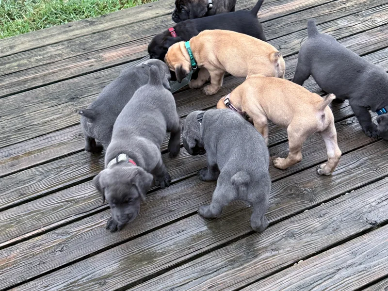 Aries Legecy Cane Corso