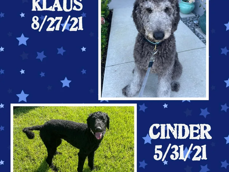 Arindayle Standard Poodles