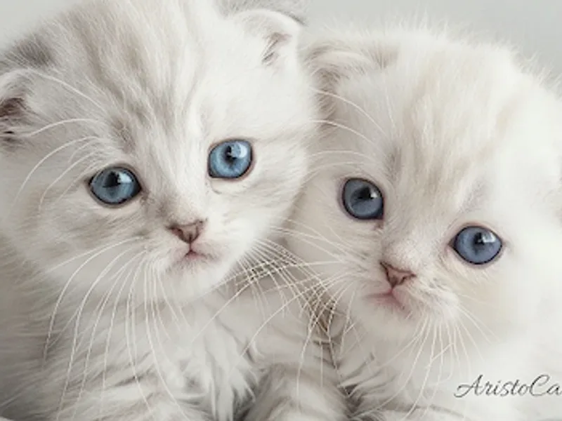 AristocatMeow