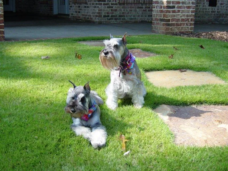 Aristos Miniature Schnauzers