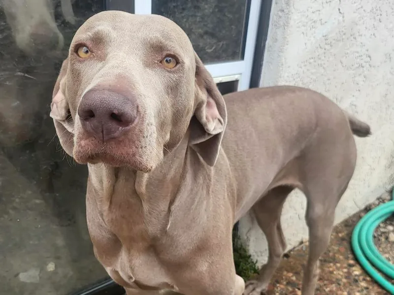 Arizona AKC Weimaraners