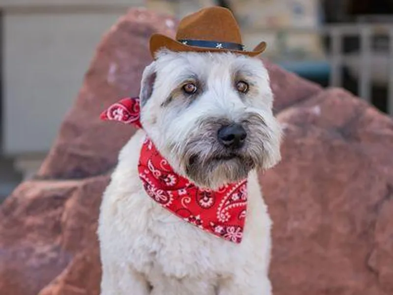 Arizona Desert Gold Wheatens photo 1