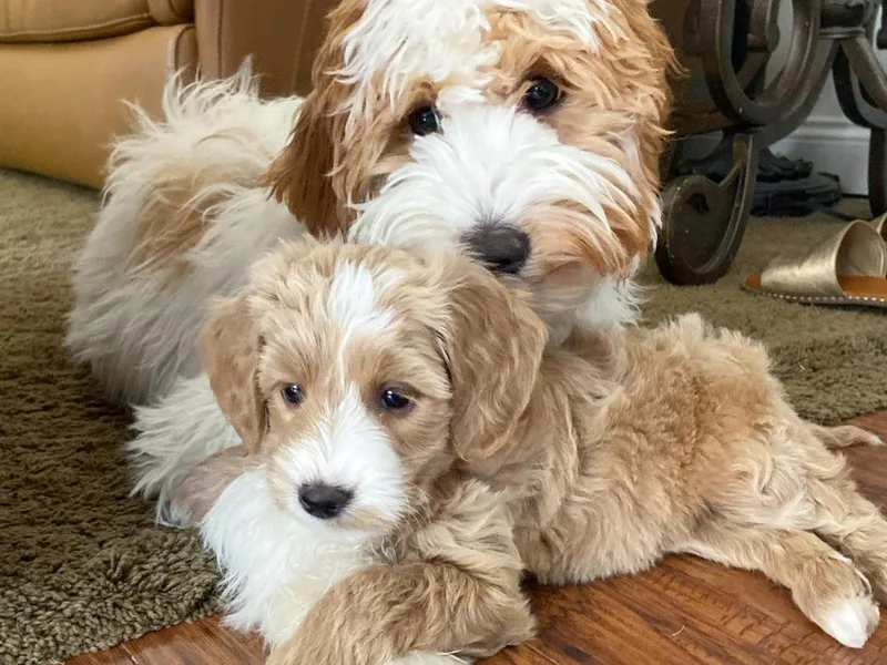 Arizona Doodle Pup Co