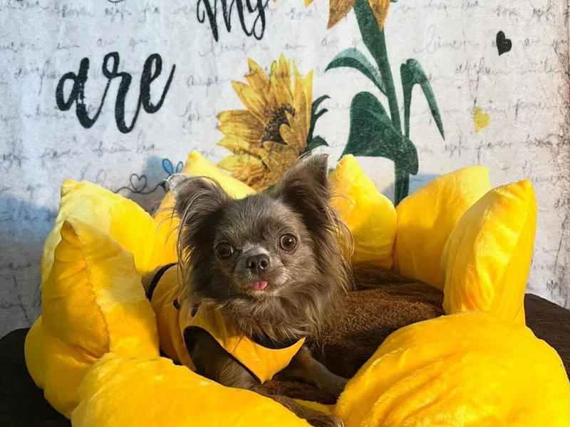 Arizona Dream Chihuahuas