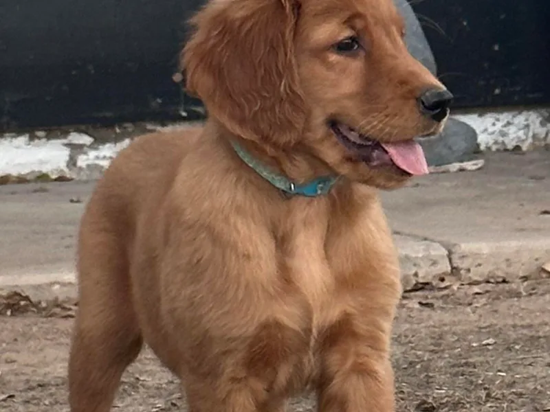 Arizona Dream Goldens