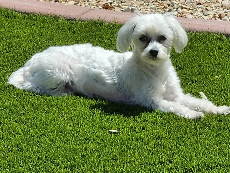 Arizona Maltese Gems