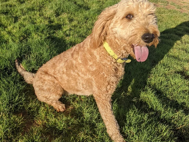 Arizona Poodle Queen