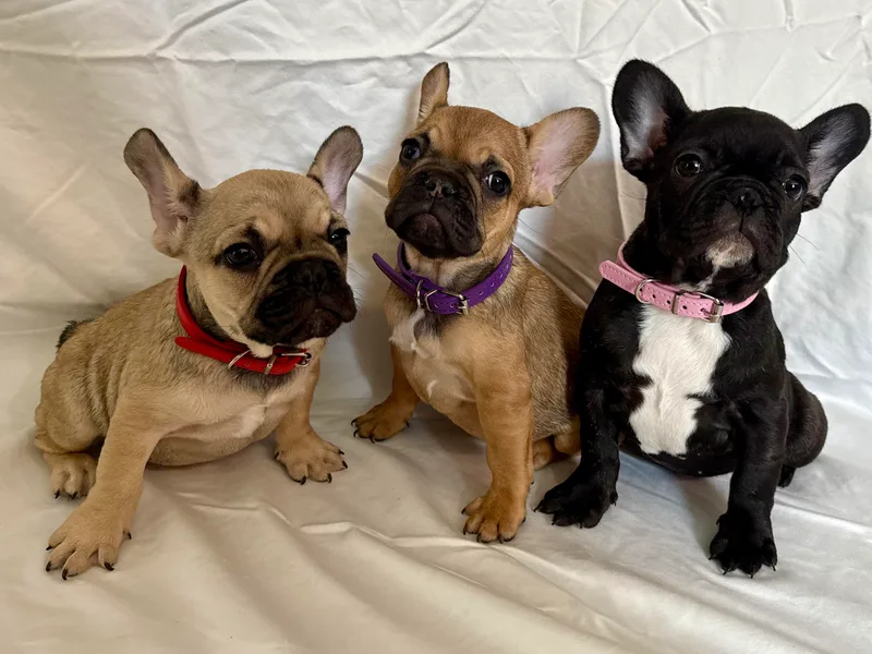 Arizona Quality Bullies