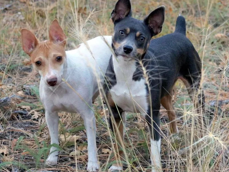 Arizona Rat Terriers