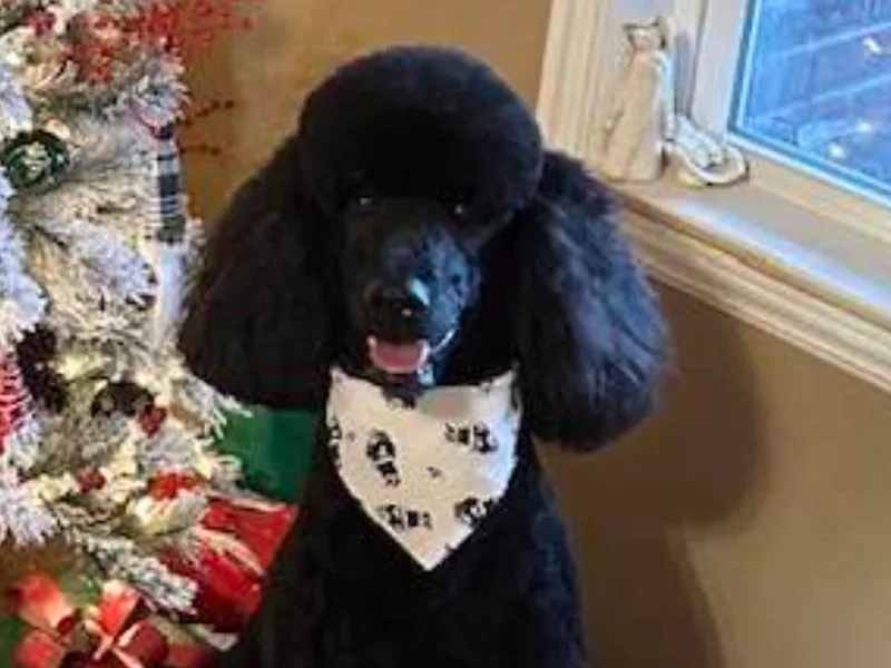 Arizona's Once Upon A Boston and Poodle ❤️