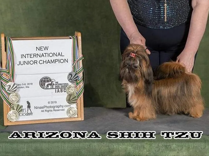 Arizona Shih Tzu