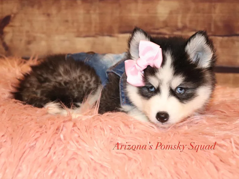Arizonas Pomsky Squad photo 1