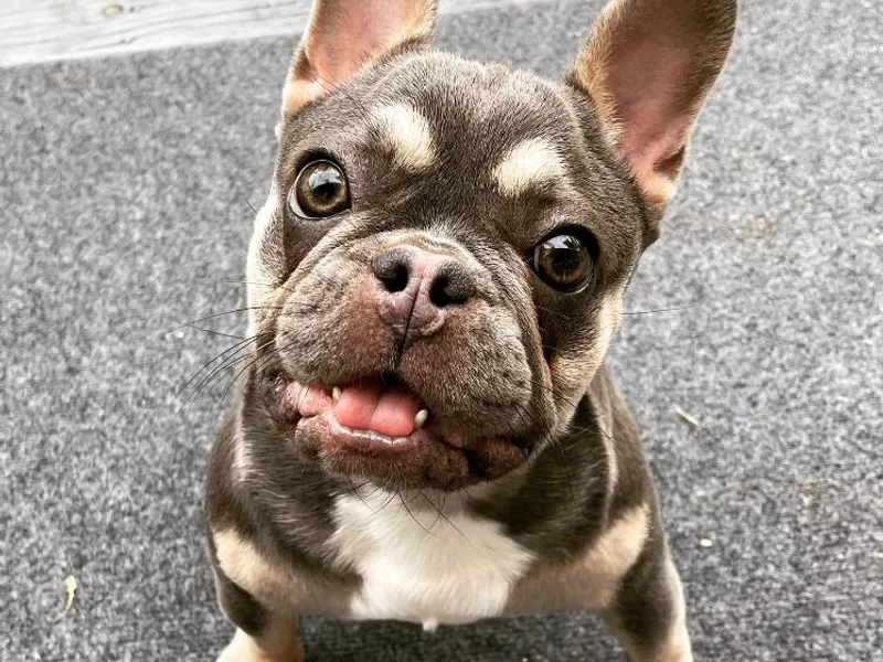 Ark Frenchies Limited