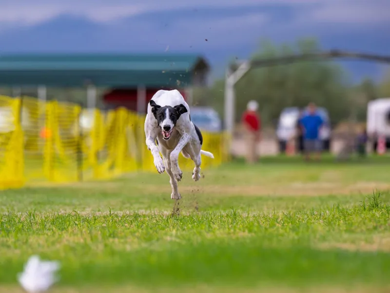 ARK Greyhound Kennel LLC photo 1