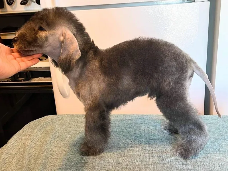 Arkada Sirene Kennel