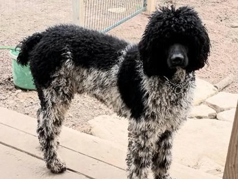 Arkansas' Big Hearts