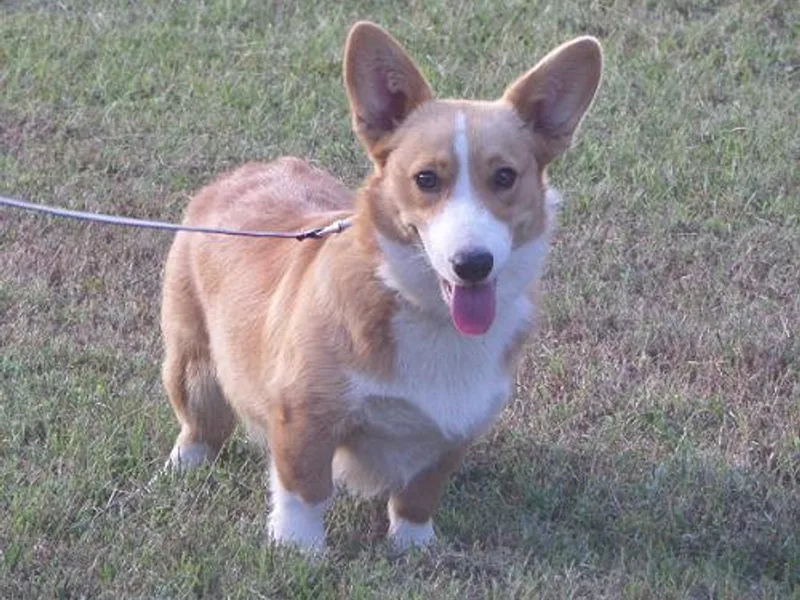 Arkansas Corgis