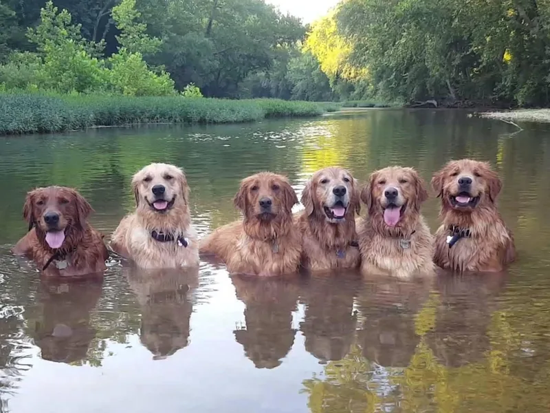 Arkansas River Golden Retrievers