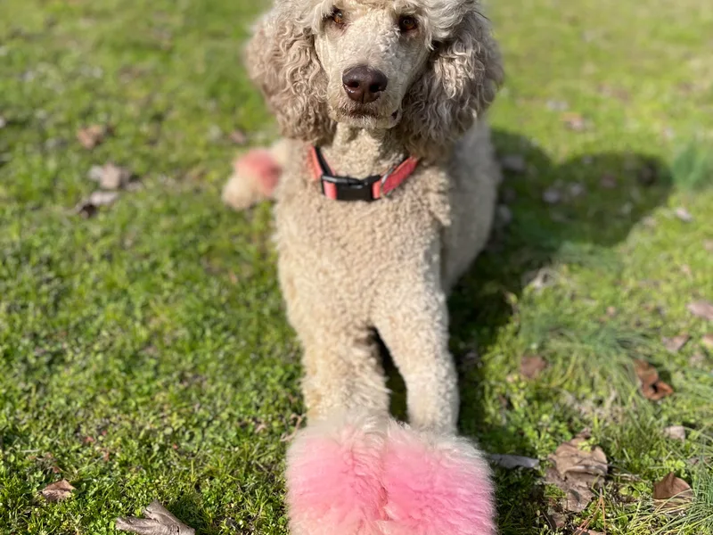 Arkansas River Poodles