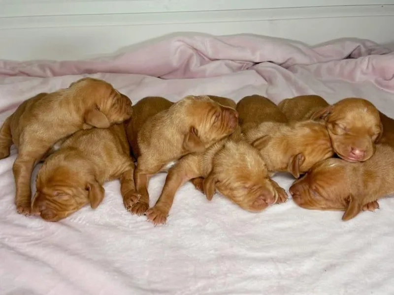 Arkansas Vizslas