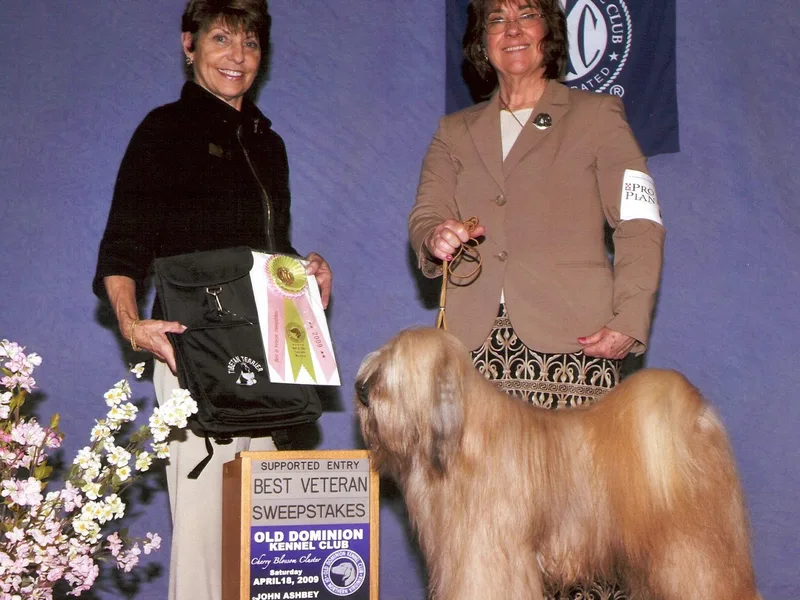 Arkeden Tibetan Terriers photo 1