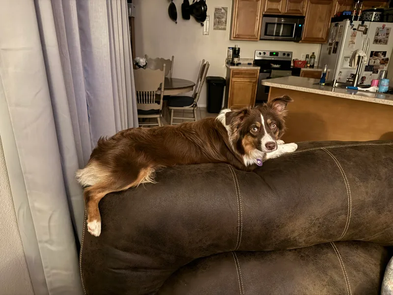 Arkie Rooted Aussies