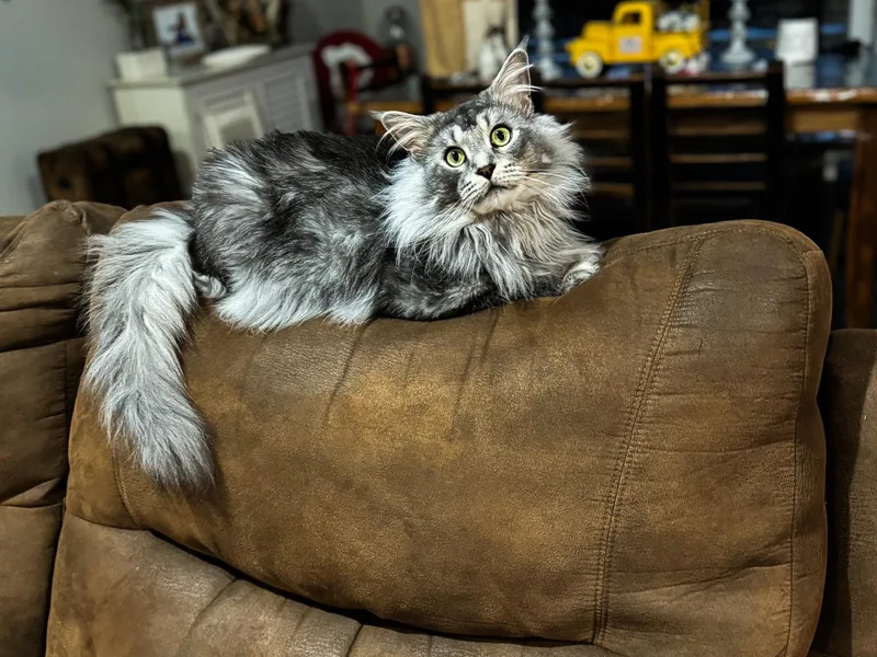 ArkMainecoons