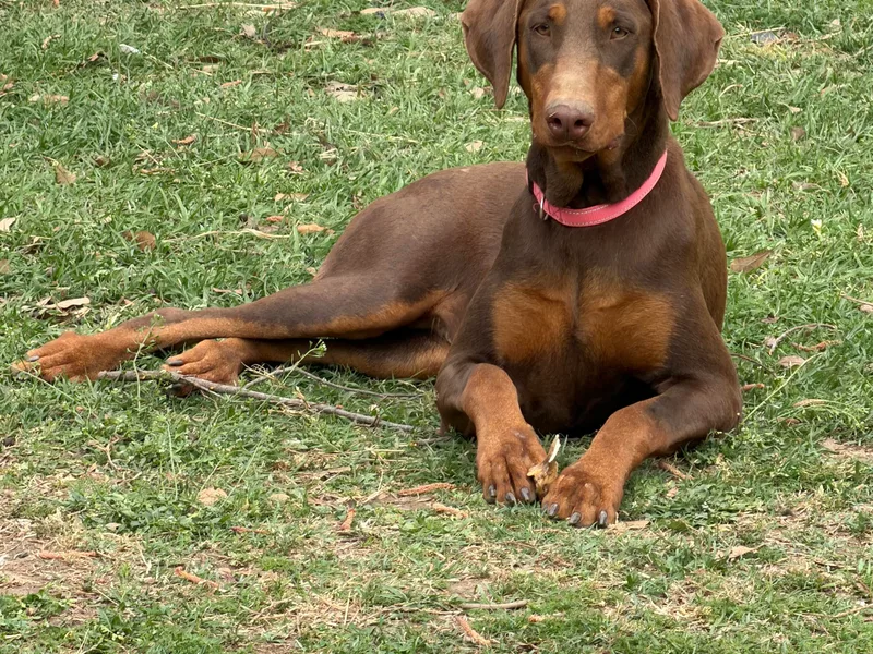 Arkwatch Dobermans