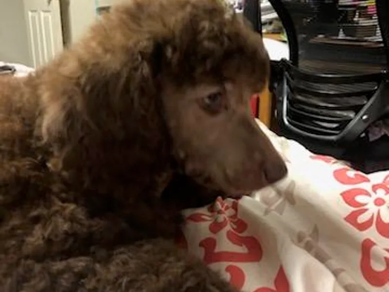 Arlene’Standard Poodles