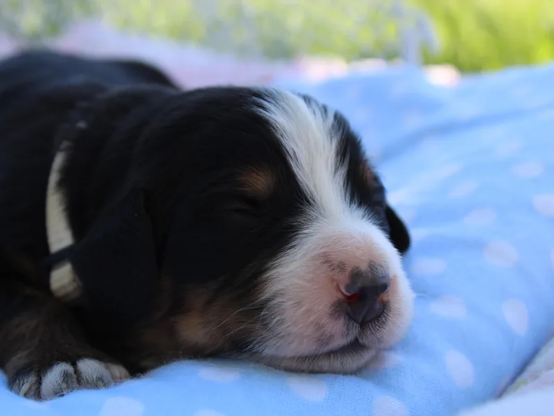 Arlin Horst's Bernese Mountain Dogs