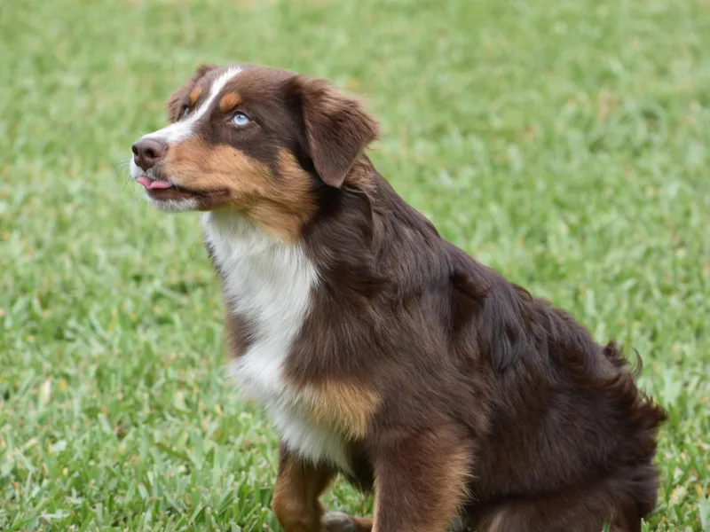 Arlington's Mini Aussies