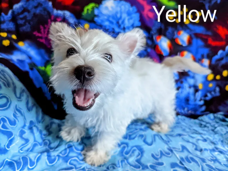 Arlita's Westies