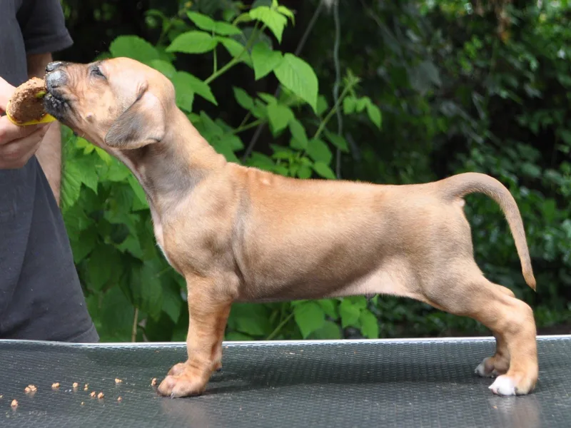 Armagh Rhodesian Ridgebacks