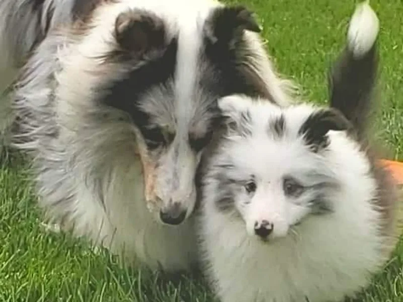 Armitage Shetland Sheepdogs