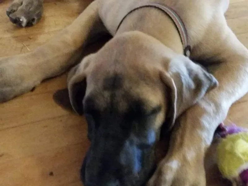 Armor Amazingly Awesome Great Danes