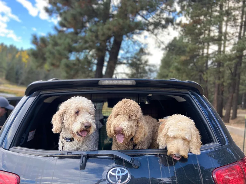 Armstrong Golden Doodles