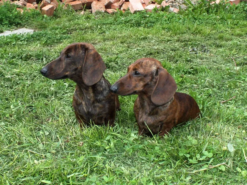 Army of Dachshunds